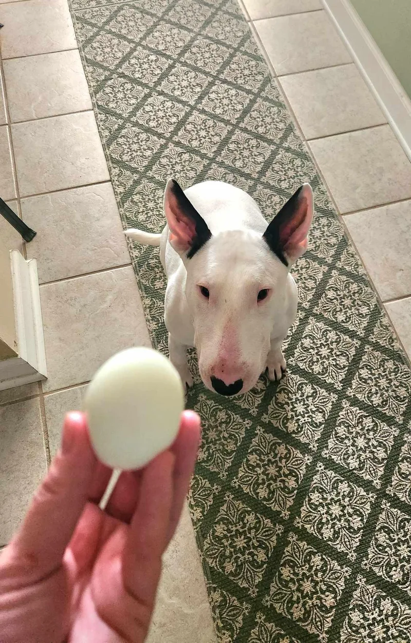 An adult large-sized male Bull Terrier dog named Zion Milo for adoption in New York, NY