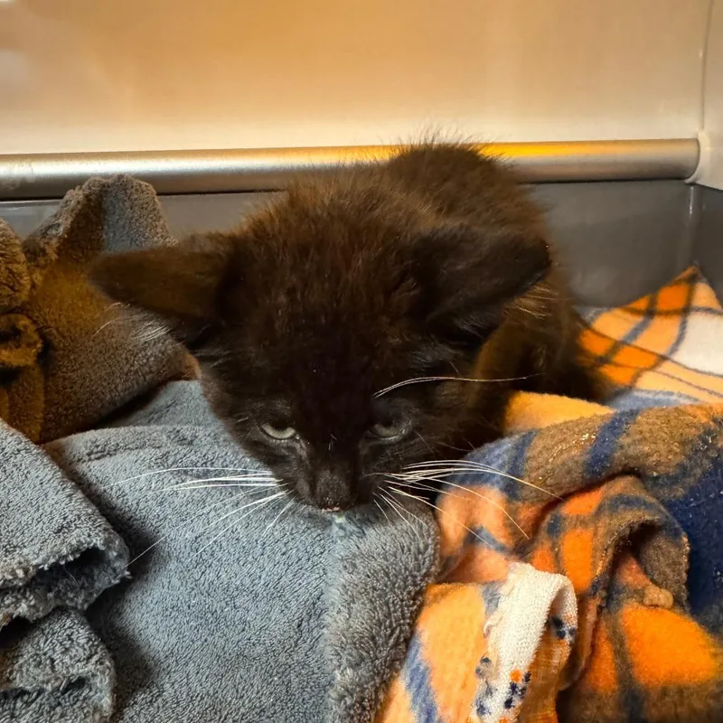 A baby small-sized male Black Domestic Short Hair cat named Wilbert Ameen for adoption in Columbus, GA