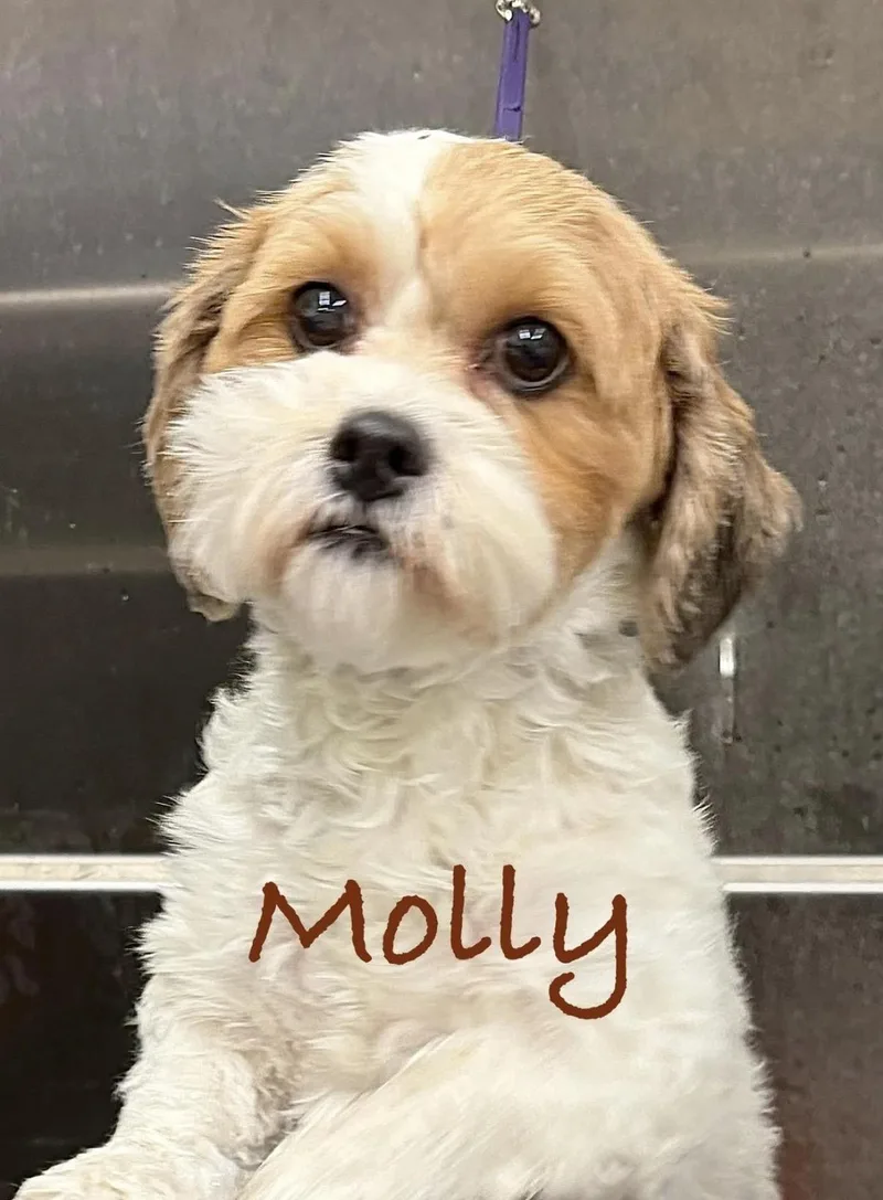 Molly AVMN