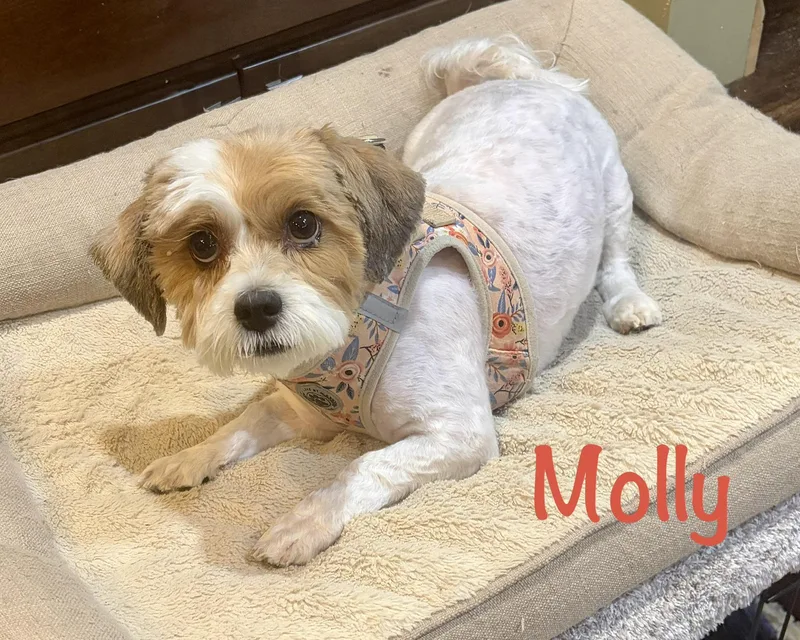 Molly  AVMN thumbnail 3
