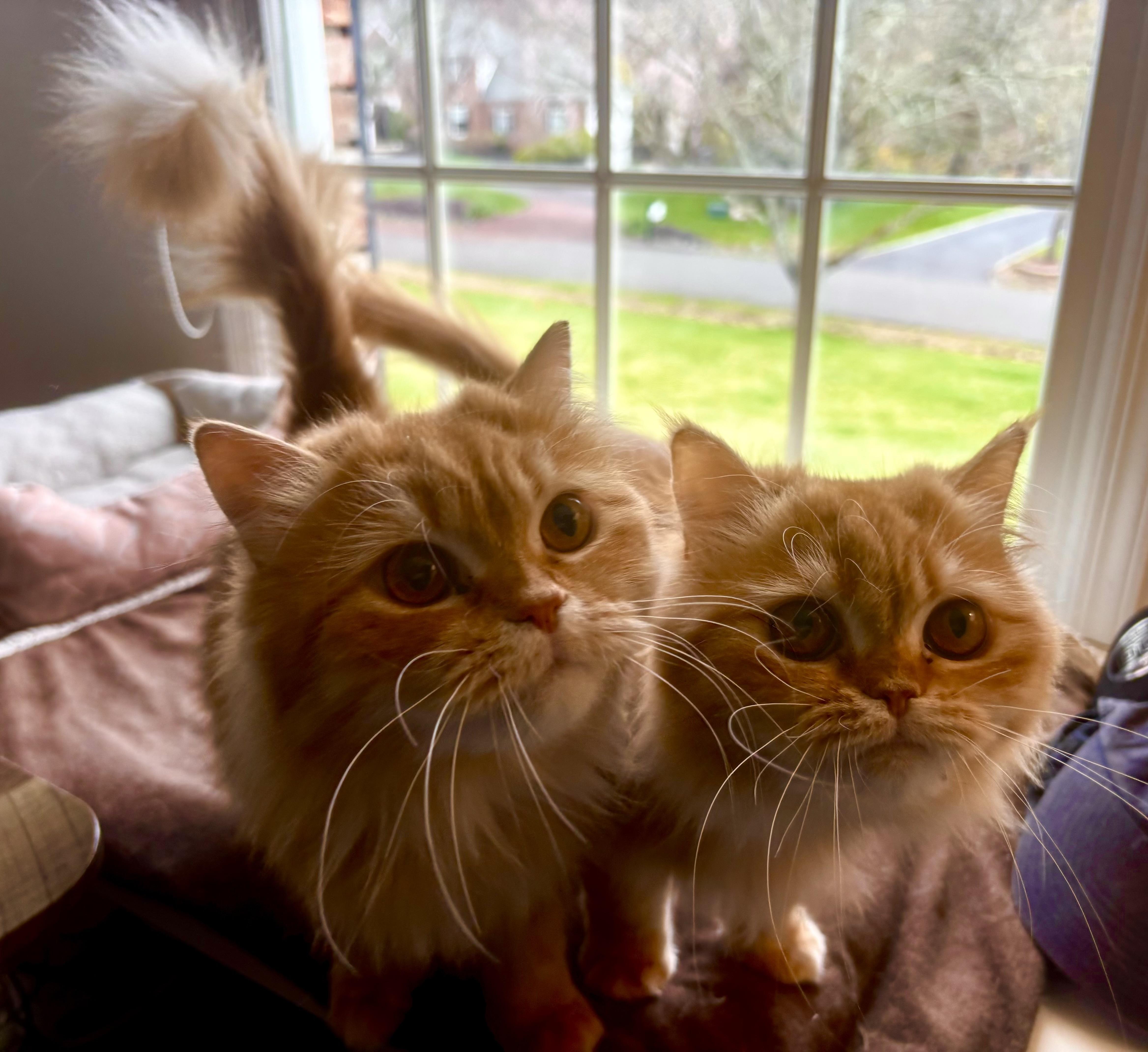 A young medium-sized female Orange / Red Persian cat named Hannah & Shereen for adoption in Allentown, NJ
