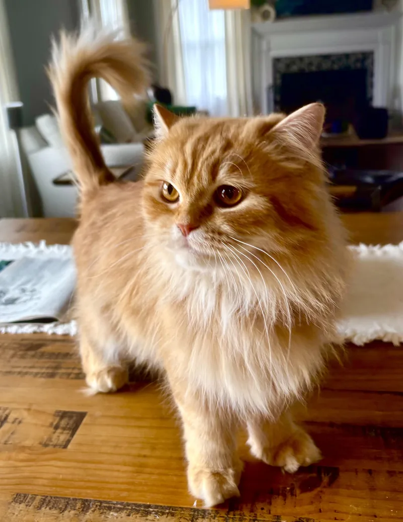 Hannah & Shereen thumbnail 2