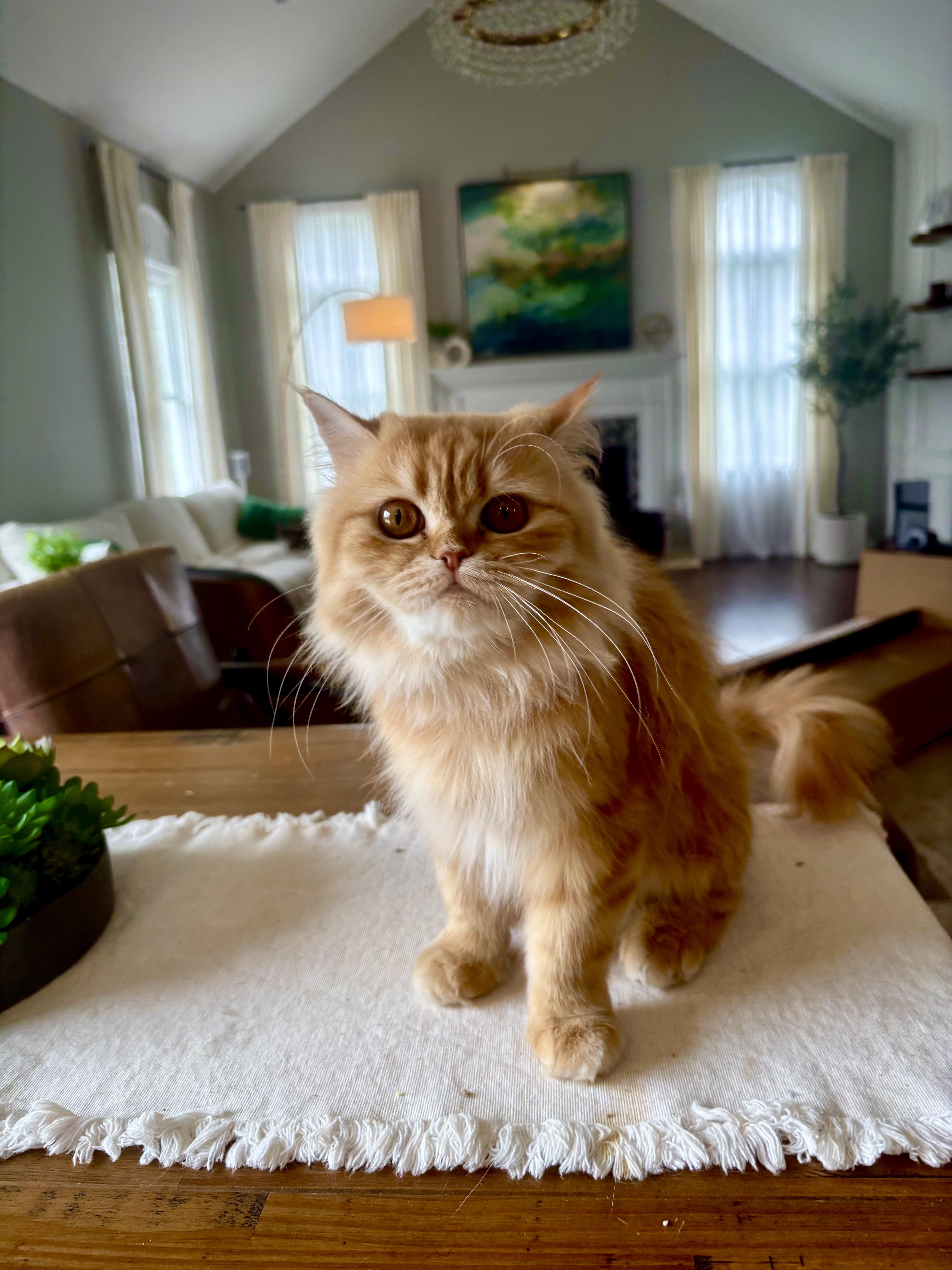 Hannah & Shereen thumbnail 3