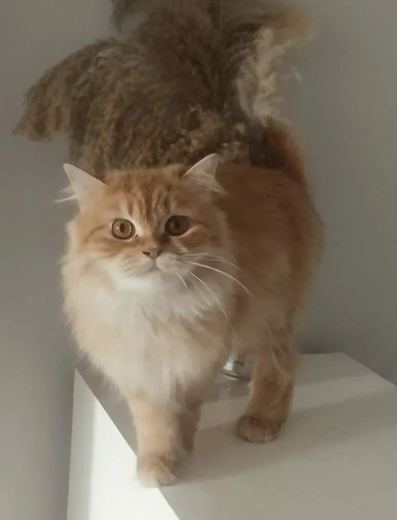 Hannah & Shereen thumbnail 4