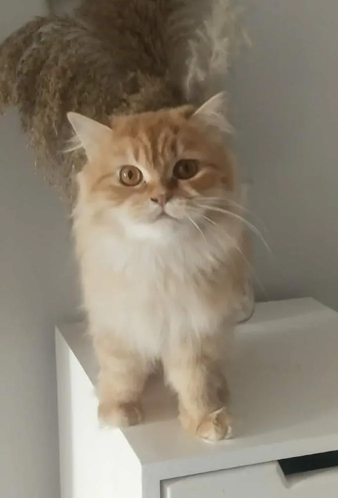 Hannah & Shereen thumbnail 5