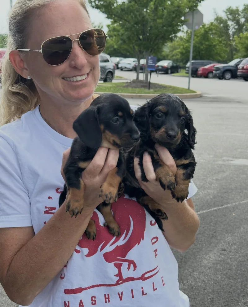 A baby small-sized male Dachshund dog named Declan and Toby for adoption in Chester Springs, PA