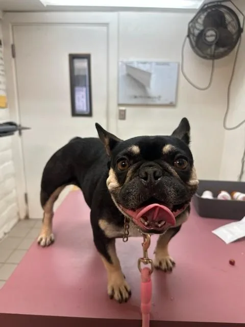 A young small-sized female French Bulldog dog named Leia for adoption in Santa Barbara, CA