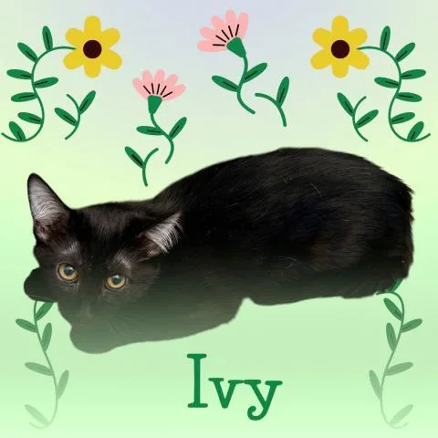 A baby small-sized female Domestic Short Hair cat named Ivy for adoption in Visalia, CA