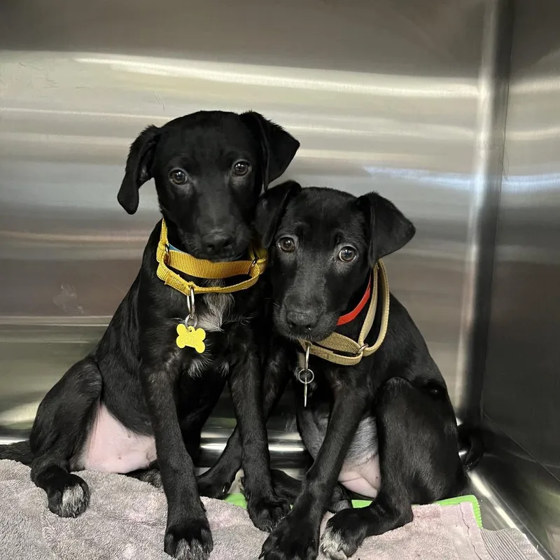 A baby small-sized male Black Labrador Retriever dog named Smokey for adoption in San Diego, CA