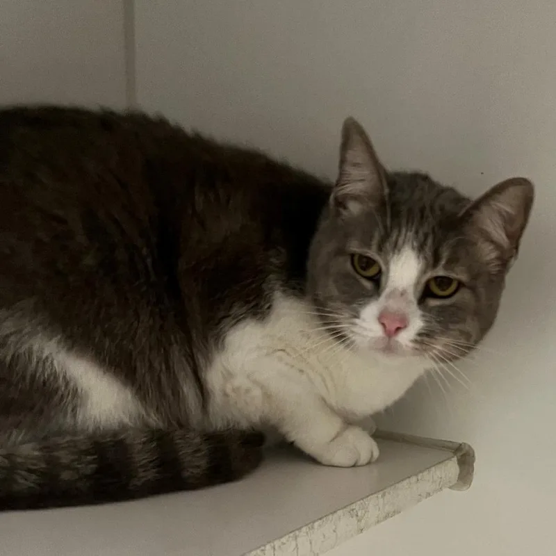 An adult large-sized female Gray / Blue / Silver Domestic Short Hair cat named Munchie for adoption in New York, NY