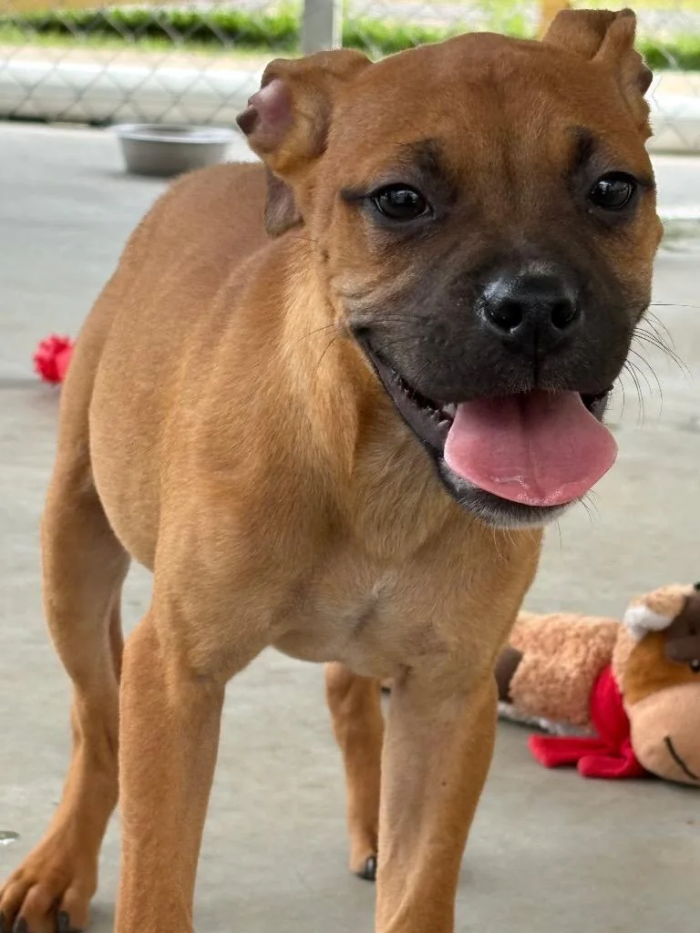 A baby small-sized male Mixed Breed dog named Ice Cube for adoption in Lavonia, GA