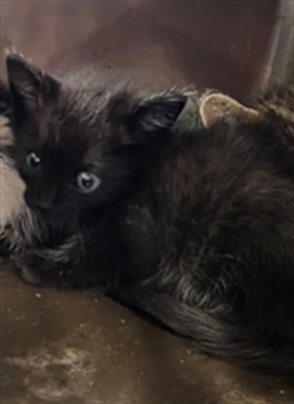 A baby small-sized male Domestic Short Hair cat named Beans for adoption in Palmetto, FL