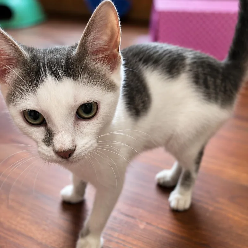 A baby small-sized female White Domestic Short Hair cat named Butterfly for adoption in Tylertown, MS