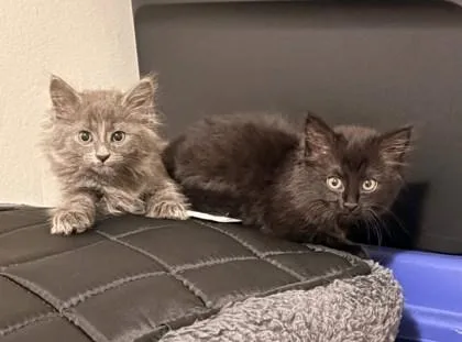 A baby small-sized female Domestic Medium Hair cat named Sultana for adoption in Fairfax, VA