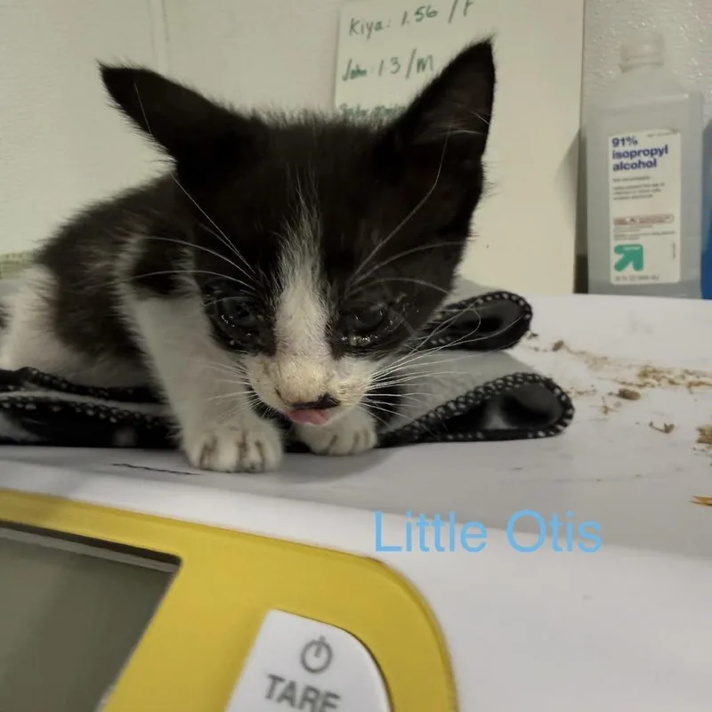 A baby small-sized male Black American Shorthair cat named Little Otis for adoption in Spring Hill, KS