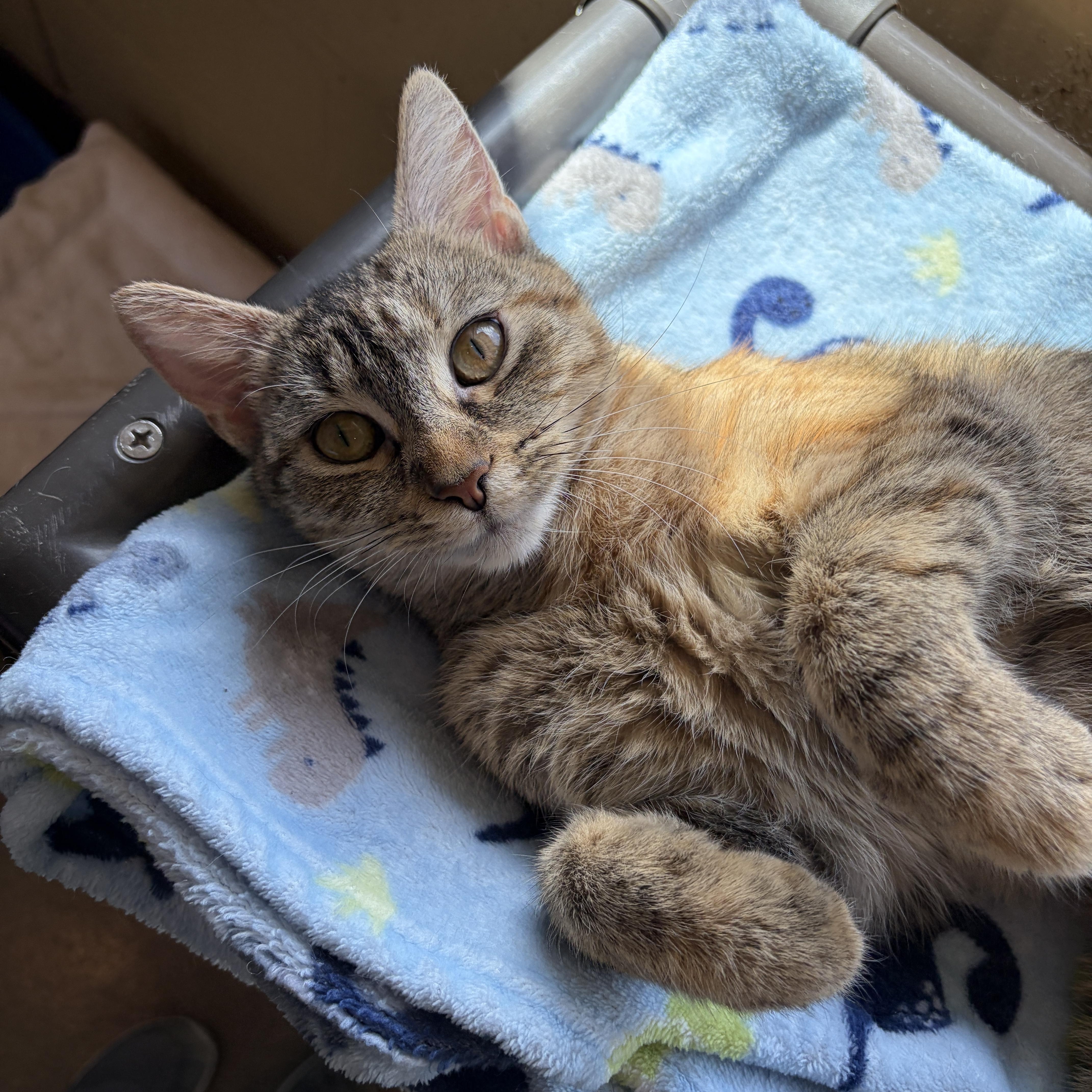 A young medium-sized female Tabby (Brown / Chocolate) Domestic Short Hair cat named Hazel for adoption in Winchester, VA