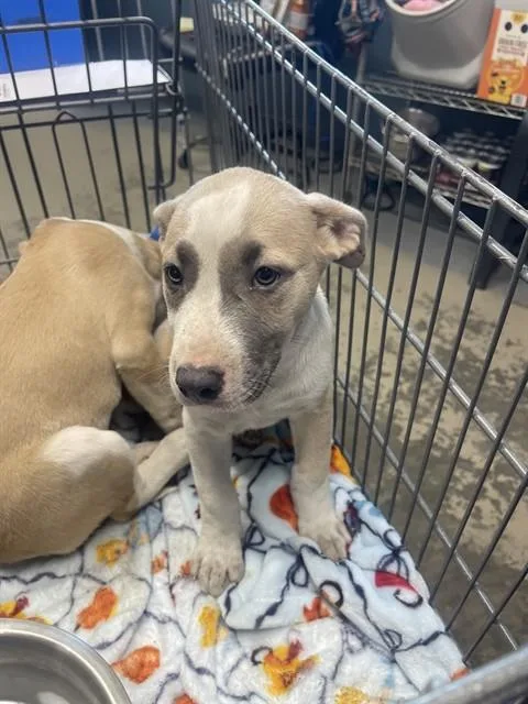 A baby small-sized female Labrador Retriever dog named Nun for adoption in Tallahassee, FL