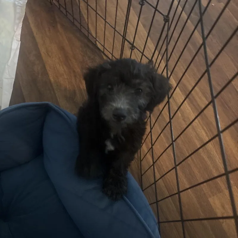 A baby small-sized male Miniature Poodle dog named Bear for adoption in Calimesa, CA