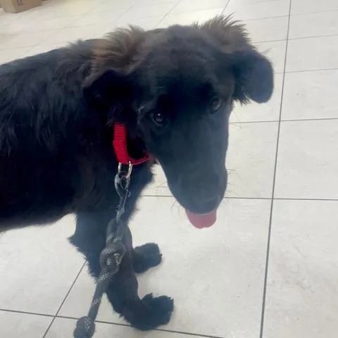 A baby large-sized female Flat-Coated Retriever dog named Millie for adoption in Los Angeles, CA