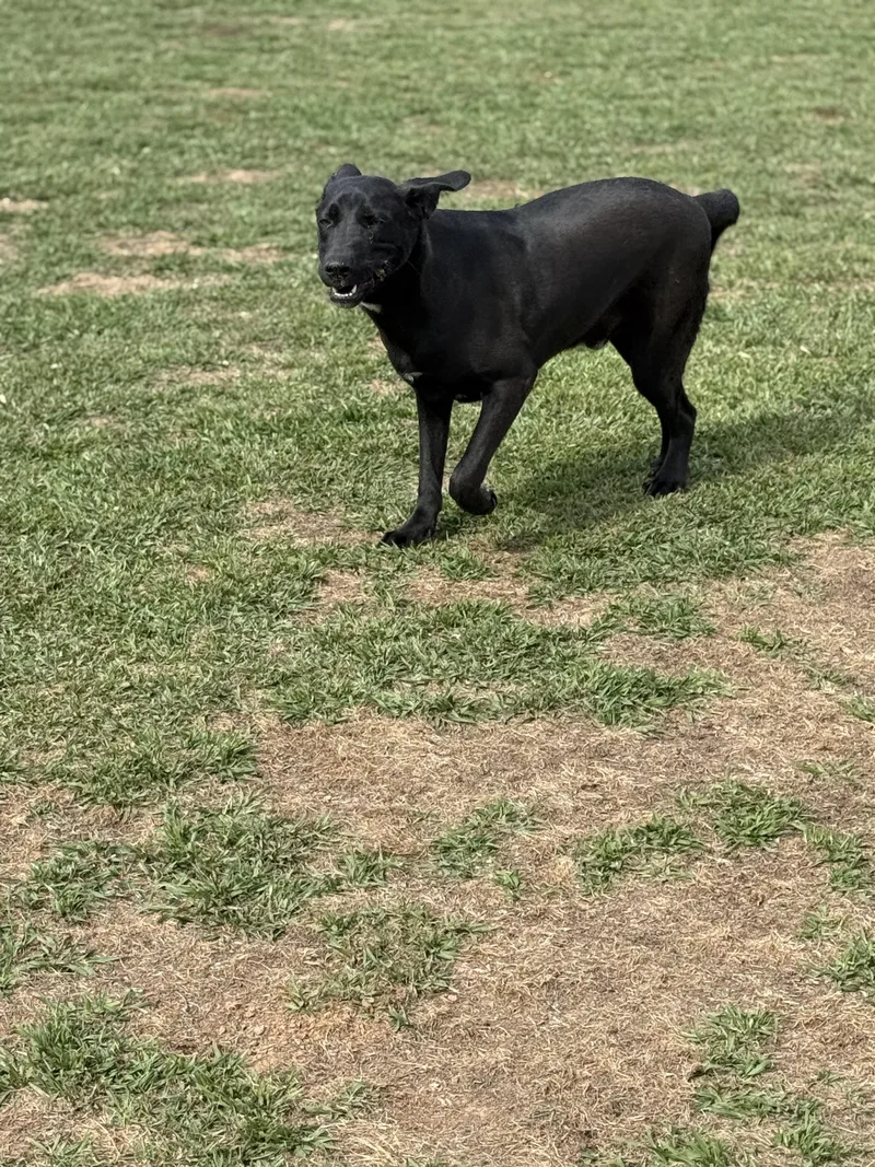 A young large-sized male Black Labrador Retriever dog named Shadow for adoption in Mount Hermon, LA
