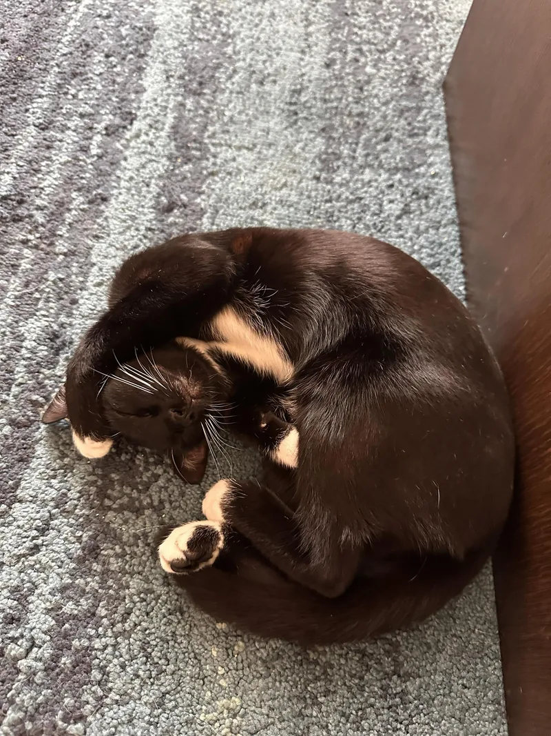 A baby medium-sized female Black & White / Tuxedo Domestic Short Hair cat named Zia for adoption in Seattle, WA