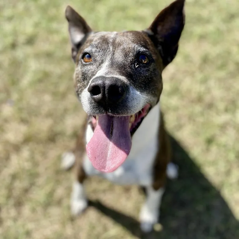 An adult large-sized female American Staffordshire Terrier dog named Daisy for adoption in Saint Augustine, FL