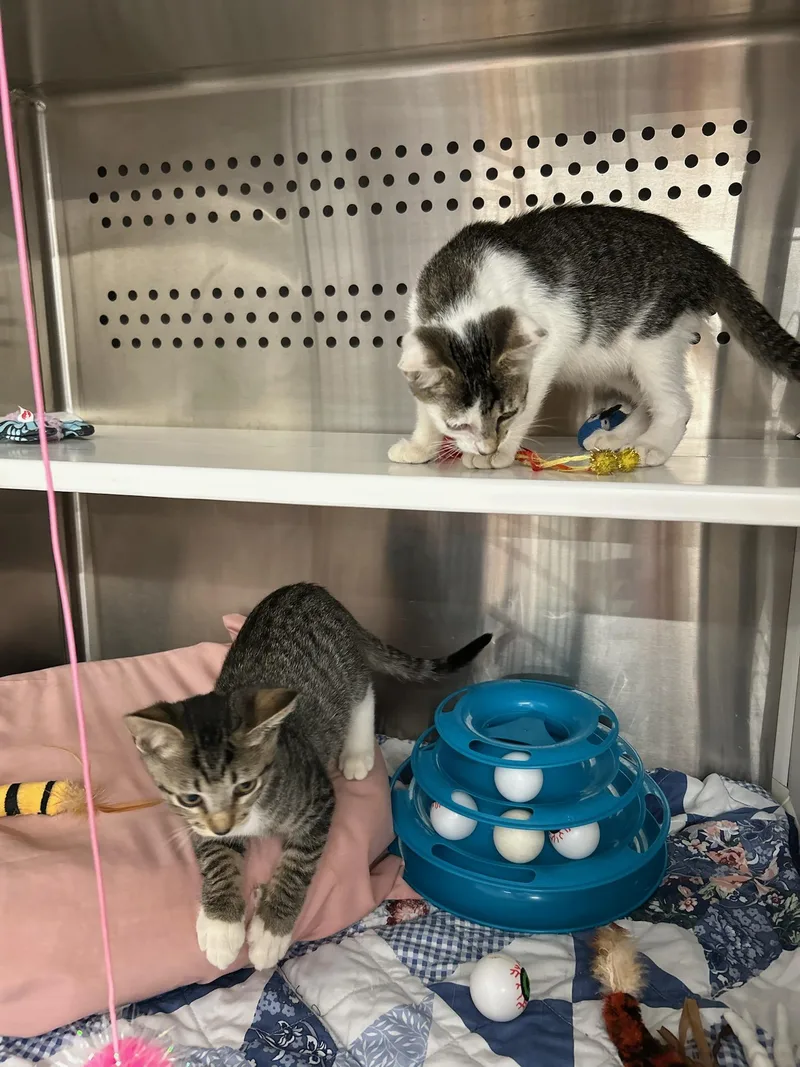 A baby medium-sized male Domestic Short Hair cat named Tate for adoption in Port Wentworth, GA