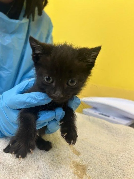 A baby small-sized male Black Domestic Short Hair cat named Tilf for adoption in Raleigh, NC