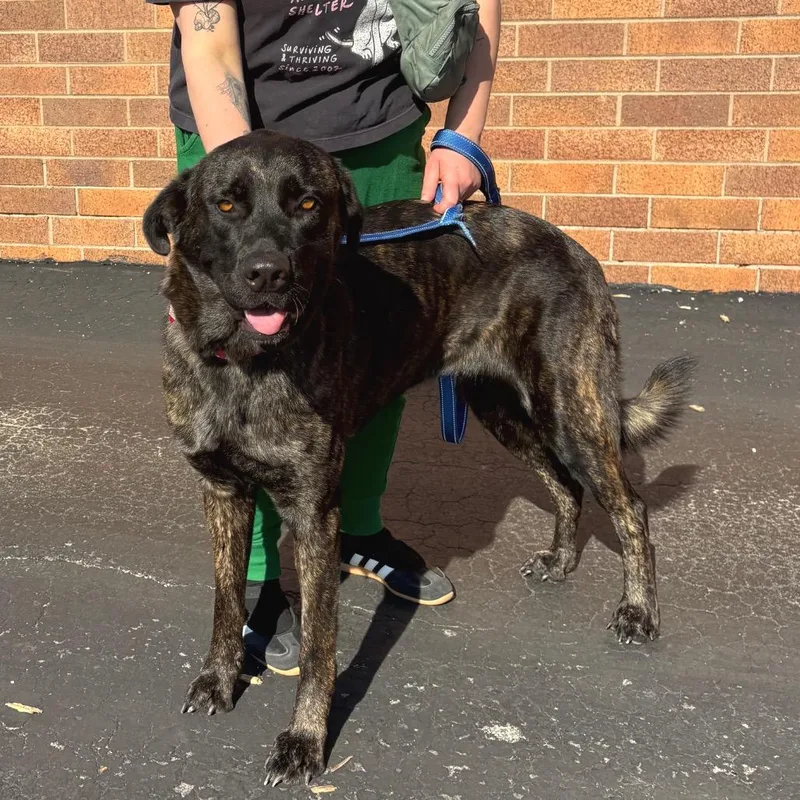 An adult large-sized female Mixed Breed dog named Beverly for adoption in Wheeling, IL
