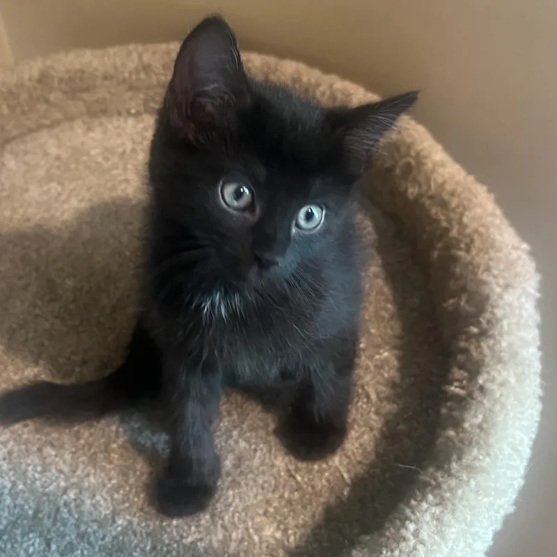 A baby small-sized female Black Domestic Short Hair cat named Wynonna Ehlers for adoption in Morrison, CO
