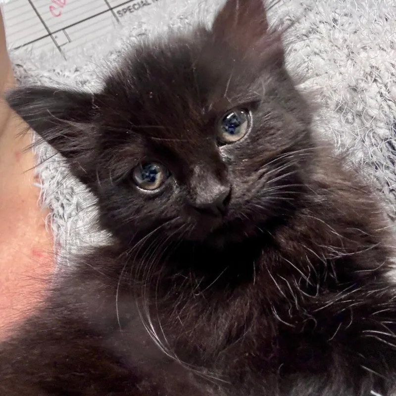 A baby small-sized female Black Domestic Medium Hair cat named Nakita for adoption in Rocky Mount, VA