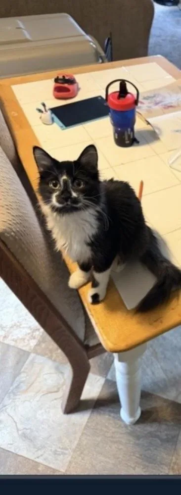 An adult medium-sized female Domestic Medium Hair cat named Vegas for adoption in Lafayette, CO