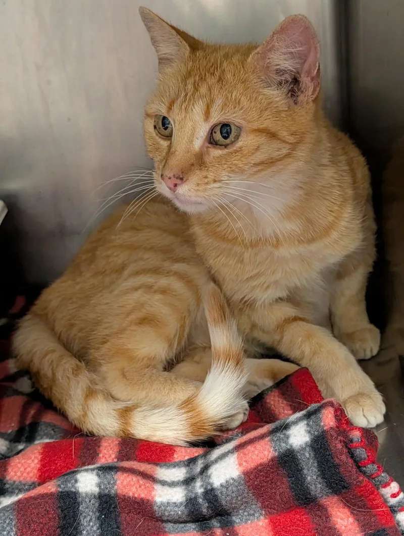 An adult medium-sized female Tabby (Orange / Red) Tabby cat named Derecho for adoption in Marietta, OH
