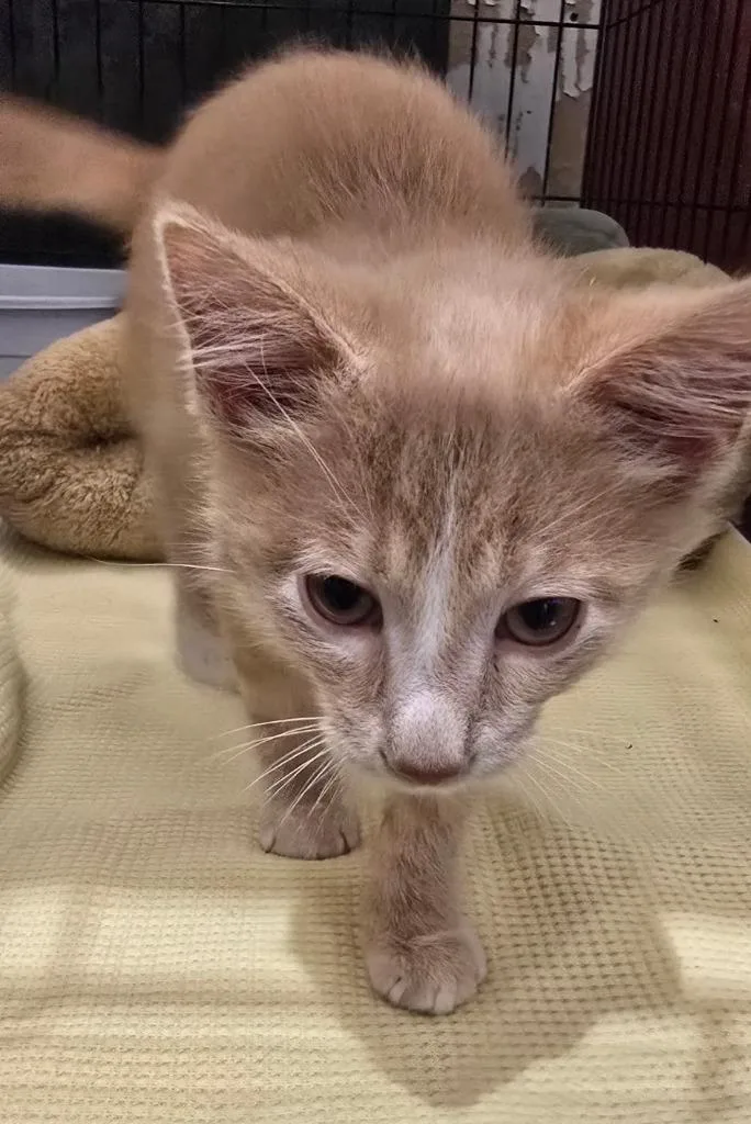 A baby medium-sized male Domestic Short Hair cat named Cody for adoption in St. Cloud, MN