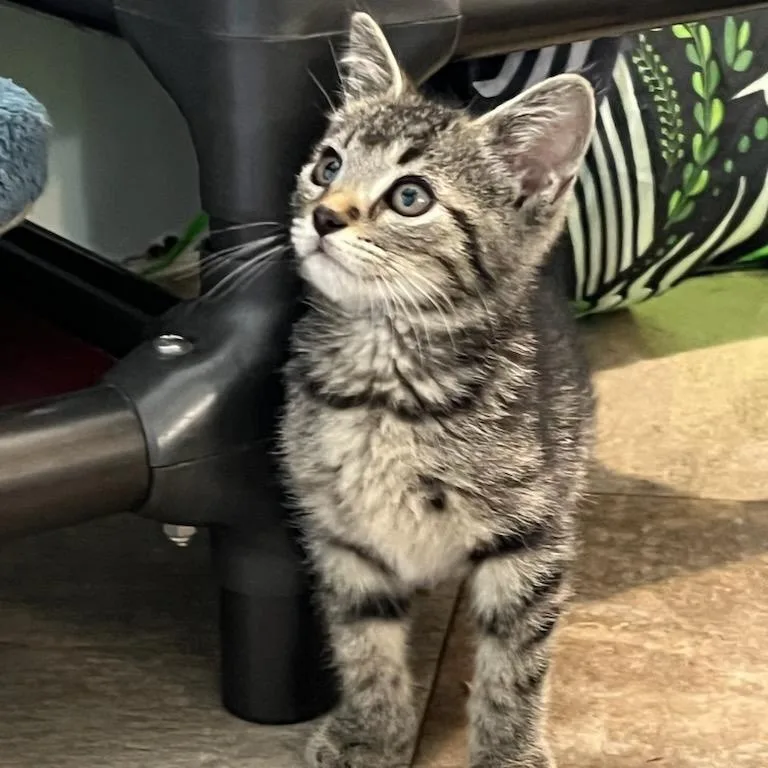 A baby medium-sized male Domestic Short Hair cat named Jonas for adoption in Saint Marys, WV