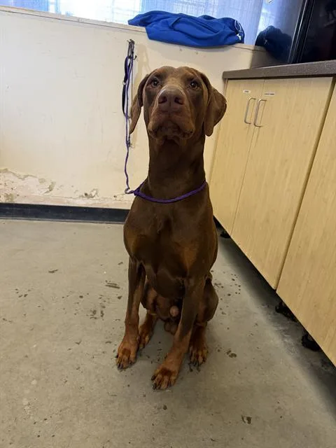 An adult large-sized male Doberman Pinscher dog named Thor for adoption in Camarillo, CA