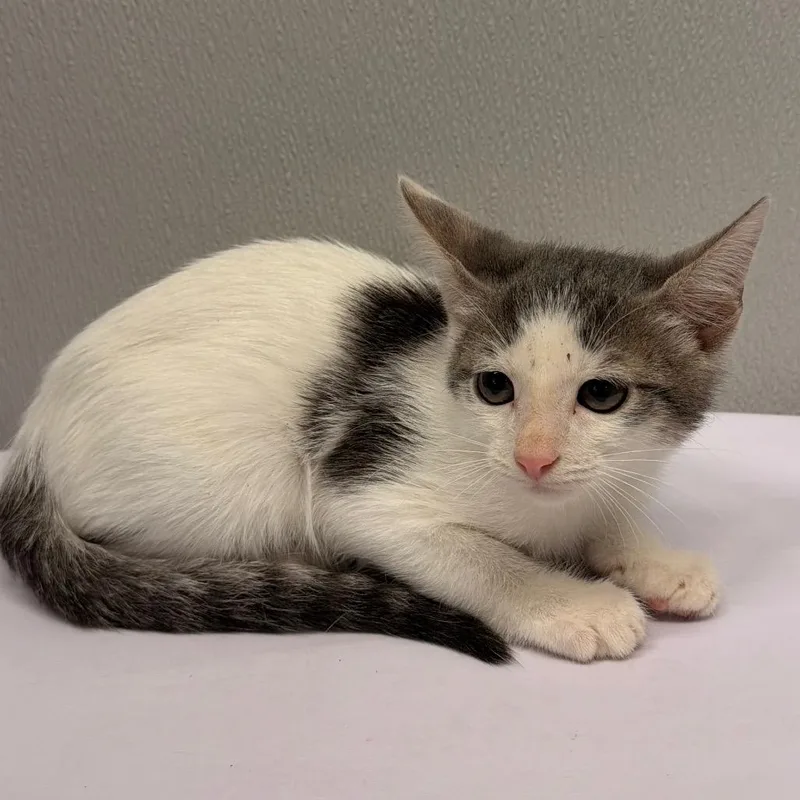 A baby small-sized female White Domestic Short Hair cat named Zelda for adoption in Tampa, FL