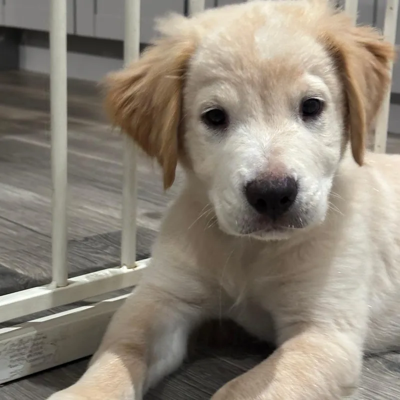 A baby medium-sized male Yellow / Tan / Blond / Fawn Retriever dog named Shrek for adoption in South Elgin, IL