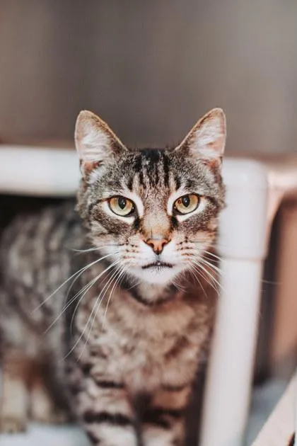 A young small-sized male Domestic Short Hair cat named A Falcon for adoption in North Charleston, SC