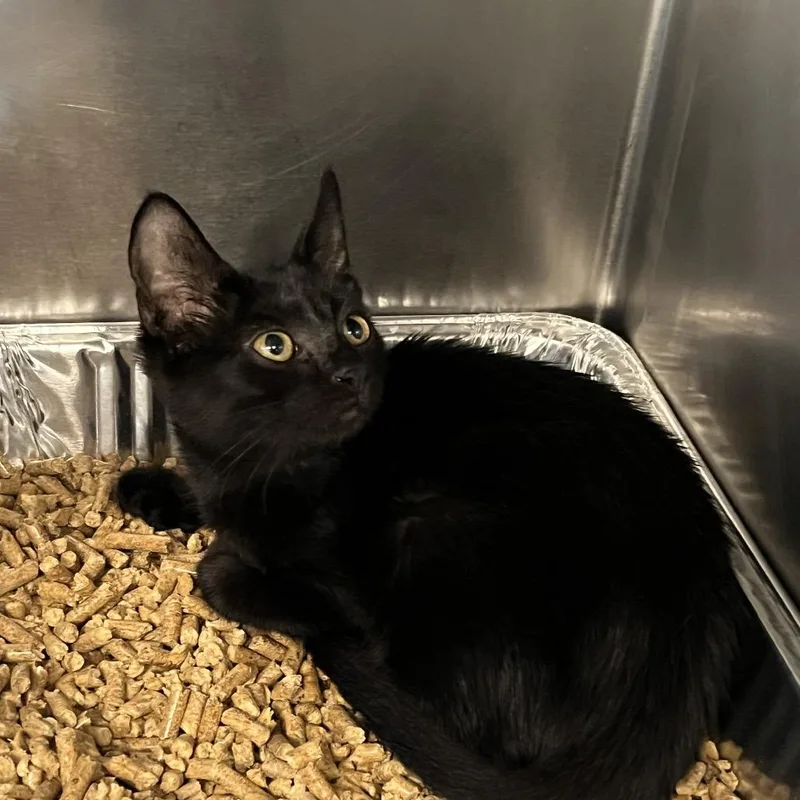 A baby small-sized female Black Domestic Short Hair cat named Bella for adoption in West Palm Beach, FL