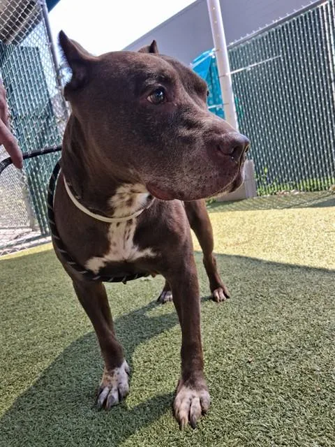 An adult large-sized female Terrier dog named Hershey for adoption in Olivette, MO