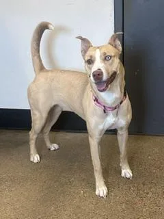 A young medium-sized female German Shepherd Dog dog named Coraline for adoption in Cleveland, OH