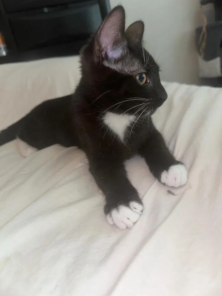 A baby medium-sized male Black & White / Tuxedo Domestic Short Hair cat named Mr. Spooky for adoption in Oceanside, CA