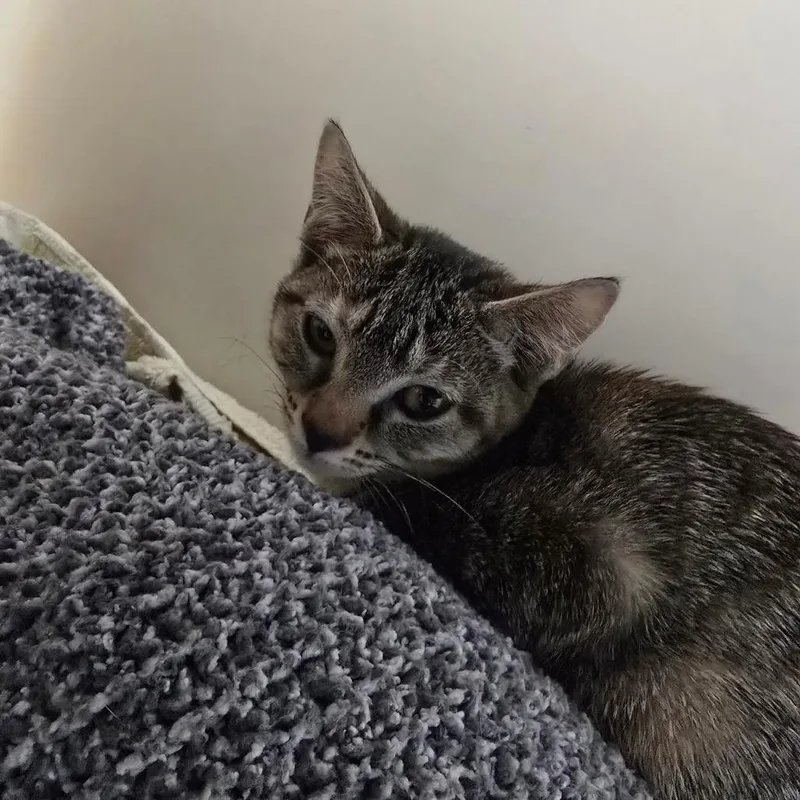 A baby small-sized female Brown / Chocolate Domestic Short Hair cat named Ali for adoption in Naples, FL
