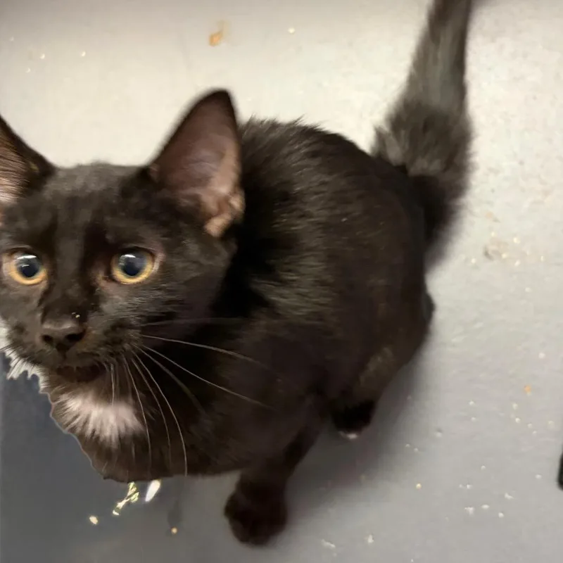 A young small-sized female Black Domestic Short Hair cat named Penguin for adoption in Ashtabula, OH