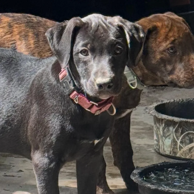 A young medium-sized female Mixed Breed dog named Ashley for adoption in Nantucket, MA