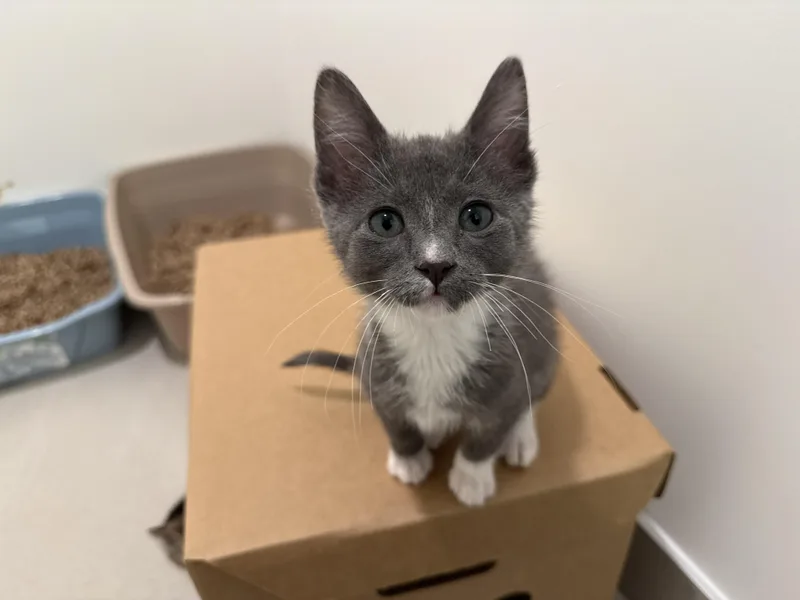 A baby medium-sized male Gray & White Domestic Short Hair cat named Finn for adoption in Evanston, IL