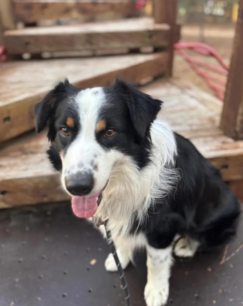 An adult large-sized male Australian Shepherd dog named Ricochetgoosejax for adoption in Arlington, TX