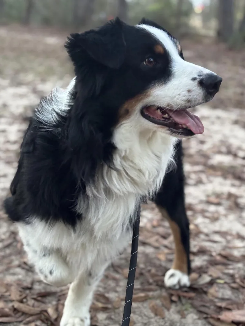 Ricochetgoosejax thumbnail 2