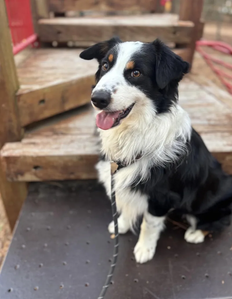 Ricochetgoosejax thumbnail 4